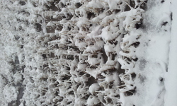 2013-01-03 11.06.37.jpgのサムネール画像